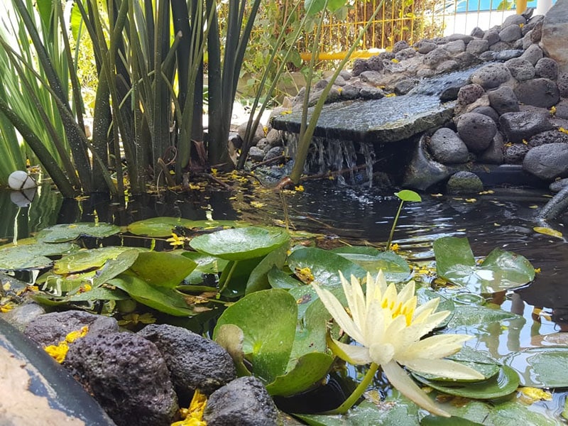 בריכה אקולוגית